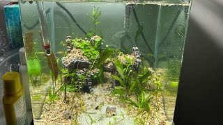 Guppy endler hybrid crossbreed fish tank no filter hybridguppy kaofw fish [upl. by Irafat]