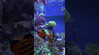 Acquario Marino ❤️ aquarium reef reeftank corals song acquario acquariomarino nemo dory [upl. by Zink]