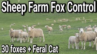 Sheep Farm Fox Control  30 FOXES  FERAL CAT [upl. by Owena412]