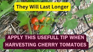 Tip On Harvesting Cherry Tomatoes [upl. by Adallard92]