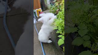 Bunny likes carrot leaves rabbit bunny cute [upl. by Killie]