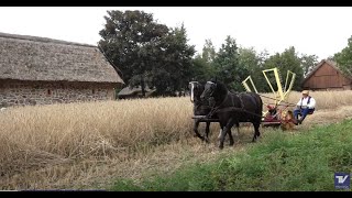 🧑‍🌾 Bez Komentarza  Żniwa w Muzeum Wsi Mazowieckiej w Sierpcu [upl. by Lodhia]