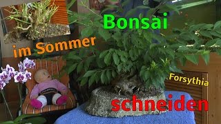 Bonsai schneiden im Sommer mit Blattschnitt [upl. by Oiluj401]