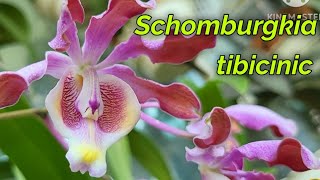 Schomburgkia tibicinis очередное домашнее цветение [upl. by Ennovyhs]