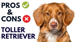 Nova Scotia Duck Tolling Retriever Dog Pros and Cons  Toller Retriever Advantages and Disadvantages [upl. by Nnagrom405]