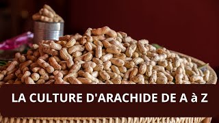 COMMENT CULTIVER LARACHIDE EN AFRIQUE [upl. by Clari701]