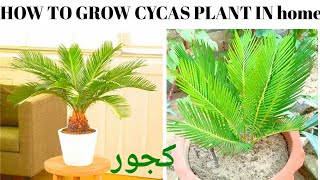 how to grow cycas or کھجور from bulb at home [upl. by Hanauq]