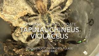 Tapinauchenius violaceus Information And Breeding Guide [upl. by Albertine]