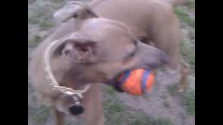 Italian Greyhounds running in the park [upl. by Rexana]