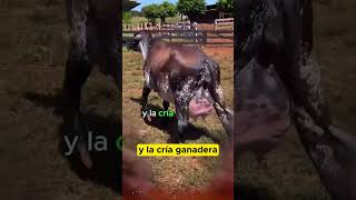 🔴 ¡Conoce Las Increíbles Vacas Lecheras GIROLANDO [upl. by Hardden]