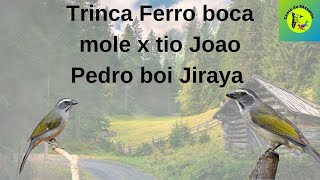 Trinca Ferro boca mole  tio Joao Pedro boi Jiraya [upl. by Gerianne]