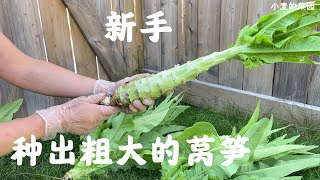 种出粗大莴笋，从育苗到采收，经历大雪冰雹高温天气 ，种植全攻略 Grow Lactuca Sativa Var Angustata [upl. by Levins]