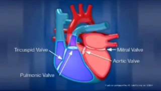 diagram of the heart [upl. by Rochus87]