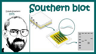 southern blotting  southern hybridization  What is the principle of Southern blotting [upl. by Ainattirb]