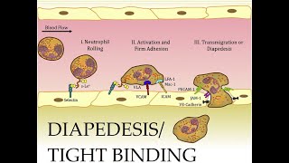 L217 Extravasation Diapedesis Understanding the Molecular Mechanisms Part 2 [upl. by Sonja950]