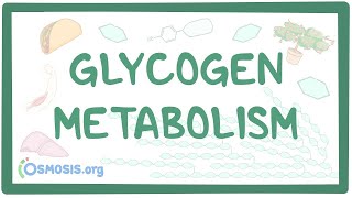 Glycogen metabolism [upl. by Siravaj401]