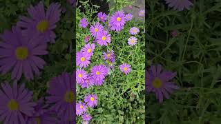 Australian Flowers💜💜Purple Daisies 💜💜 flowers garden photography gardening nature 🇦🇨🇦🇨 [upl. by Thilde543]