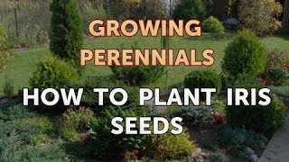 How to Plant Iris Seeds [upl. by Devonne]