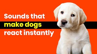 Sounds that Make DOGS React instantly [upl. by Nocam]