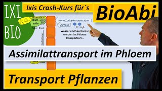 Assimilattransport Saccharose im Phloem  Vergleich mit Wassertransport im Xylem BioIxi [upl. by Canter178]