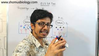 ELISA test procedure  what is elisa assay [upl. by Volkan868]