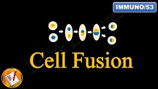 Cell Fusion FLImmuno53 [upl. by Lledniw252]