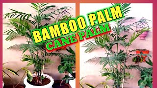 How to grow and care of cane palm  Care of bamboo palm  Best indoor palm plant [upl. by Bourgeois]