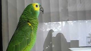 Blue Front Amazon Parrot talking parrot [upl. by Castra]