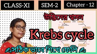 CLASS  11💥 SEM2✍️ Chapter12📚 Krebs cycle🌳🚀 in bangla 💯 [upl. by Lorenzo]