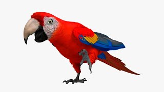 Ara Macao loro guacamayo rojo [upl. by Ardnuaed]