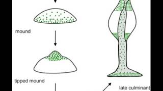 Fungi  Dictyostelium classification reproduction structure and life cycle [upl. by Oryaj]