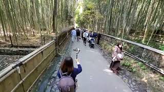 quotThe Pathway of Bamboo Forestquot in Arashiyama 嵐山 竹林の小径【4K】Daily Life Scenery [upl. by Manley]