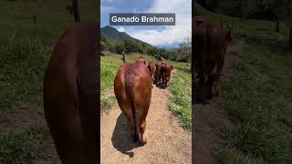 GANADO BRAHMAN [upl. by Pablo254]