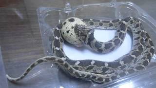 Egg Eater Snake Care Dasypeltis Scabra ثعبان أكل البيض  الفارغة [upl. by Nahraf]