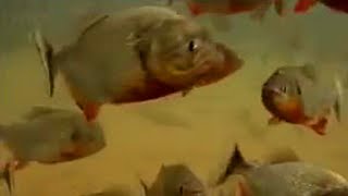 Piranha Fish Feeding Frenzy  Jungle  BBC Studios [upl. by Salomon]