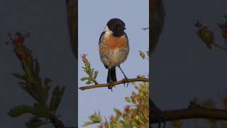 Stonechat Calling shorts [upl. by Atikal]