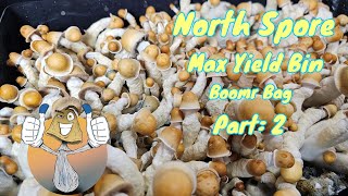 North Spore Boomr Bag Monotub Grow Pt 2  My First Monotub Grow  Harvest Day mycology mushroom [upl. by Maddy]