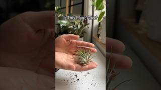 Air Plant shorts plants houseplants garden indoorplants plantcare propagation succulent [upl. by Abibah]