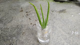 How to Grow Aloe Vera in Water  Keep Aloe Vera Fresh for Long Time [upl. by Liederman]