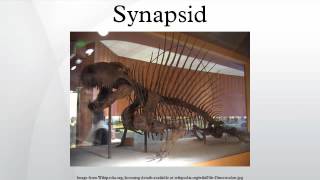 Synapsid [upl. by Novy]