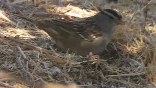 Whitecrowned sparrow feeding California 92563 [upl. by Rubio]