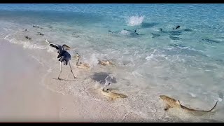 SHARKS ATTACK FEEDING FRENZY IN THE MALDIVES [upl. by Hillegass]