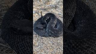 The Rarest Snake I’ve Ever Found Melanistic Canebrake Rattlesnake [upl. by Auliffe]