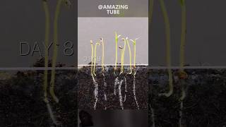 Growing Tomato From Seeds timelapse tomato experiment farming vegetables shorts [upl. by Eltsyrhc]