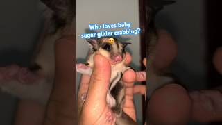 Baby sugar glider crabbing😱❤️😍 pet sugarglider animals sugargliders petlover [upl. by Abehs]