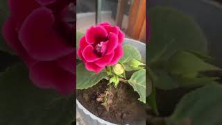 Gloxinia Plants naturephotography floweringplant trendingplants beautifulflowerplant [upl. by Elwina]