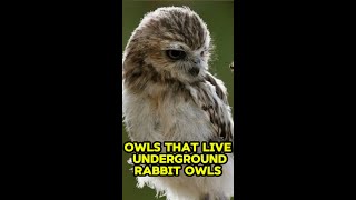 Owls That Live Underground  Rabbit Owls shorts [upl. by Monreal]