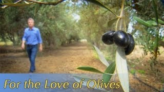 Growing California video series For the Love of Olives [upl. by Rabassa]