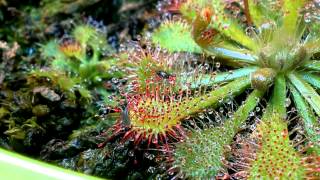 Drosera Spatulata catching gnat [upl. by Ekud462]