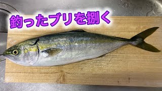 ブリ族が沢山釣れてるので、釣りに行って料理しました [upl. by Hnirt210]